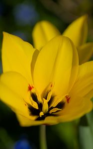 Preview wallpaper tulips, flowers, yellow, blur