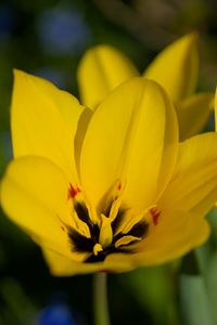 Preview wallpaper tulips, flowers, yellow, blur
