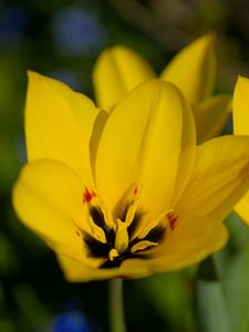 Preview wallpaper tulips, flowers, yellow, blur