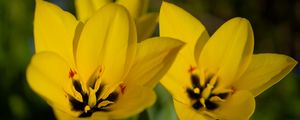 Preview wallpaper tulips, flowers, yellow, blur