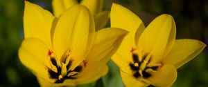 Preview wallpaper tulips, flowers, yellow, blur