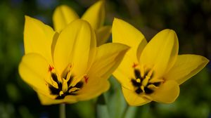 Preview wallpaper tulips, flowers, yellow, blur