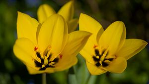 Preview wallpaper tulips, flowers, yellow, blur