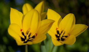 Preview wallpaper tulips, flowers, yellow, blur
