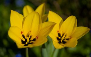 Preview wallpaper tulips, flowers, yellow, blur