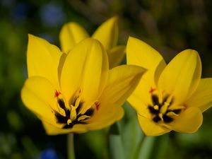 Preview wallpaper tulips, flowers, yellow, blur