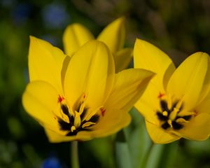 Preview wallpaper tulips, flowers, yellow, blur