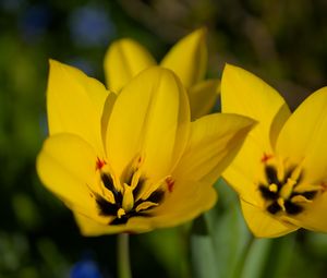 Preview wallpaper tulips, flowers, yellow, blur
