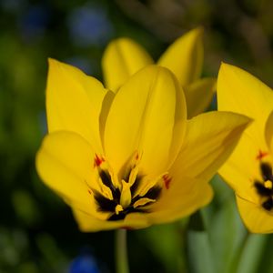 Preview wallpaper tulips, flowers, yellow, blur