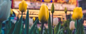 Preview wallpaper tulips, flowers, yellow, flower bed, bloom