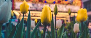 Preview wallpaper tulips, flowers, yellow, flower bed, bloom