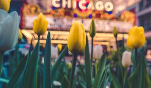Preview wallpaper tulips, flowers, yellow, flower bed, bloom