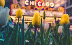 Preview wallpaper tulips, flowers, yellow, flower bed, bloom