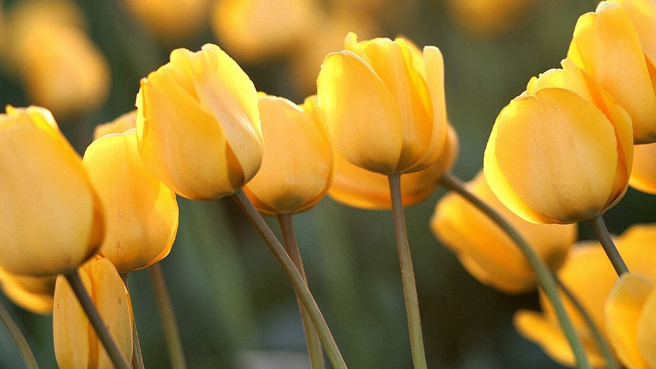 Wallpaper tulips, flowers, yellow, close-up