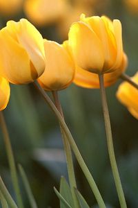 Preview wallpaper tulips, flowers, yellow, close-up