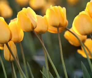 Preview wallpaper tulips, flowers, yellow, close-up