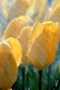 Preview wallpaper tulips, flowers, yellow, rain, drops, fresh