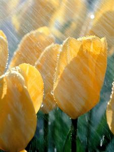 Preview wallpaper tulips, flowers, yellow, rain, drops, fresh