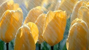 Preview wallpaper tulips, flowers, yellow, rain, drops, fresh