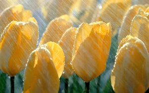 Preview wallpaper tulips, flowers, yellow, rain, drops, fresh