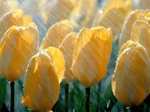 Preview wallpaper tulips, flowers, yellow, rain, drops, fresh