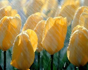 Preview wallpaper tulips, flowers, yellow, rain, drops, fresh