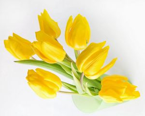 Preview wallpaper tulips, flowers, yellow, bank, light