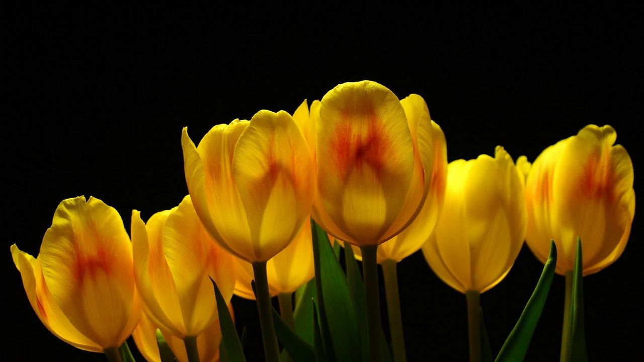 Wallpaper tulips, flowers, yellow, background, light