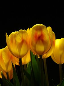 Preview wallpaper tulips, flowers, yellow, background, light