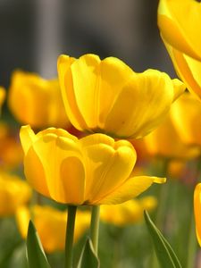 Preview wallpaper tulips, flowers, yellow, loose, beauty