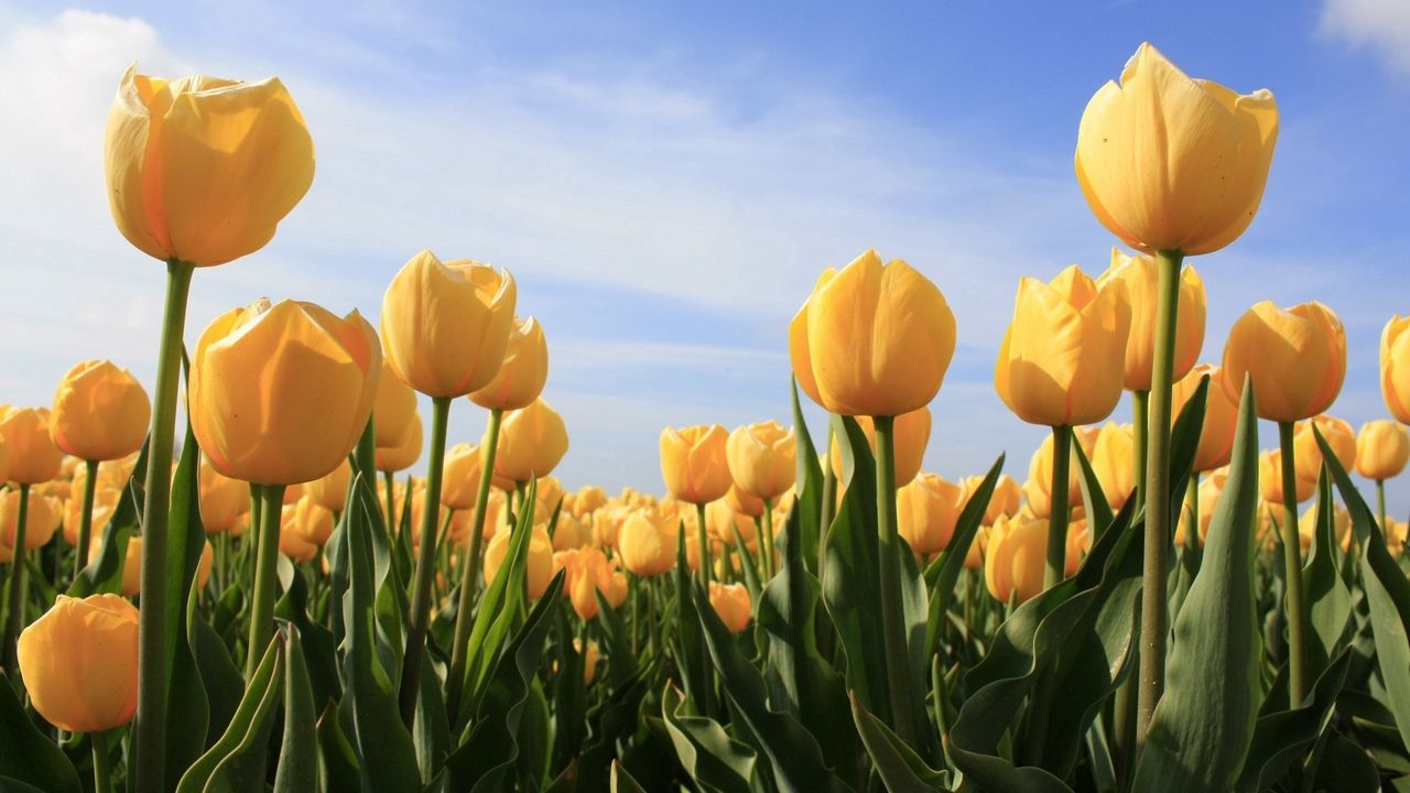 Wallpaper tulips, flowers, yellow, sky, sun