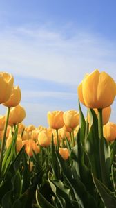 Preview wallpaper tulips, flowers, yellow, sky, sun