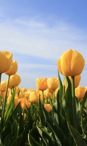 Preview wallpaper tulips, flowers, yellow, sky, sun