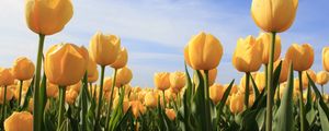 Preview wallpaper tulips, flowers, yellow, sky, sun