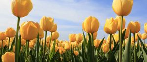 Preview wallpaper tulips, flowers, yellow, sky, sun