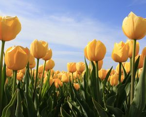 Preview wallpaper tulips, flowers, yellow, sky, sun