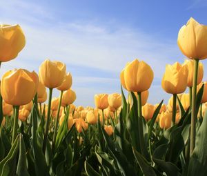 Preview wallpaper tulips, flowers, yellow, sky, sun