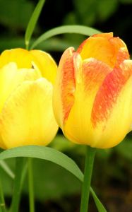 Preview wallpaper tulips, flowers, yellow, two, grass, spring