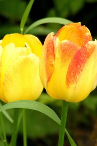 Preview wallpaper tulips, flowers, yellow, two, grass, spring