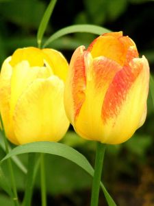 Preview wallpaper tulips, flowers, yellow, two, grass, spring