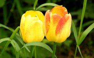 Preview wallpaper tulips, flowers, yellow, two, grass, spring