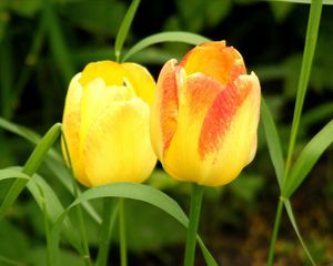 Preview wallpaper tulips, flowers, yellow, two, grass, spring