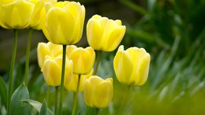 Preview wallpaper tulips, flowers, yellow, green, grass
