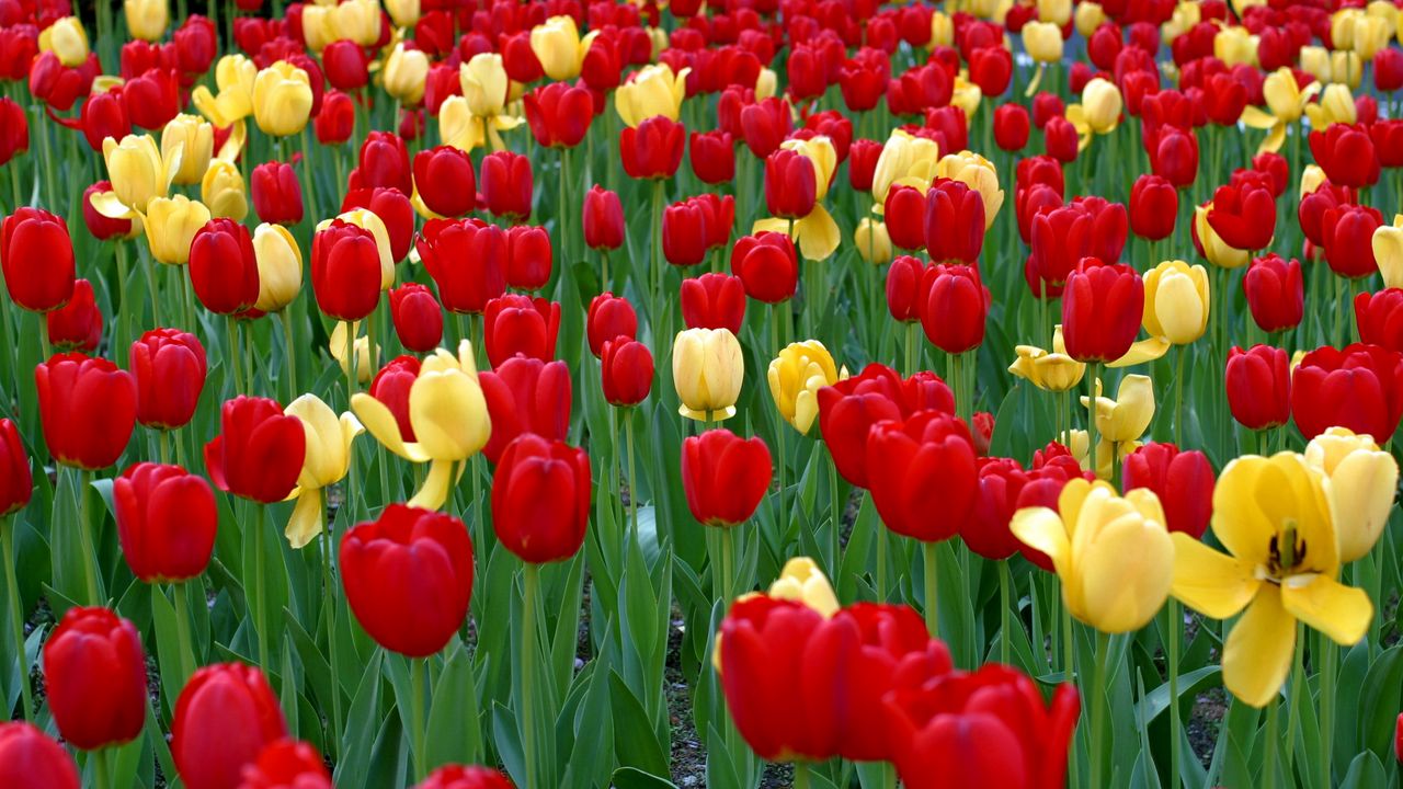 Wallpaper tulips, flowers, yellow, red, green, flowerbed, spring