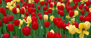 Preview wallpaper tulips, flowers, yellow, red, green, flowerbed, spring