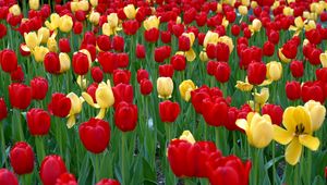 Preview wallpaper tulips, flowers, yellow, red, green, flowerbed, spring