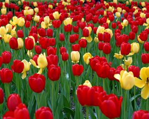 Preview wallpaper tulips, flowers, yellow, red, green, flowerbed, spring