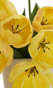 Preview wallpaper tulips, flowers, yellow, loose, bouquet, vase