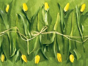 Preview wallpaper tulips, flowers, yellow, lies, rope