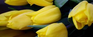 Preview wallpaper tulips, flowers, yellow, are